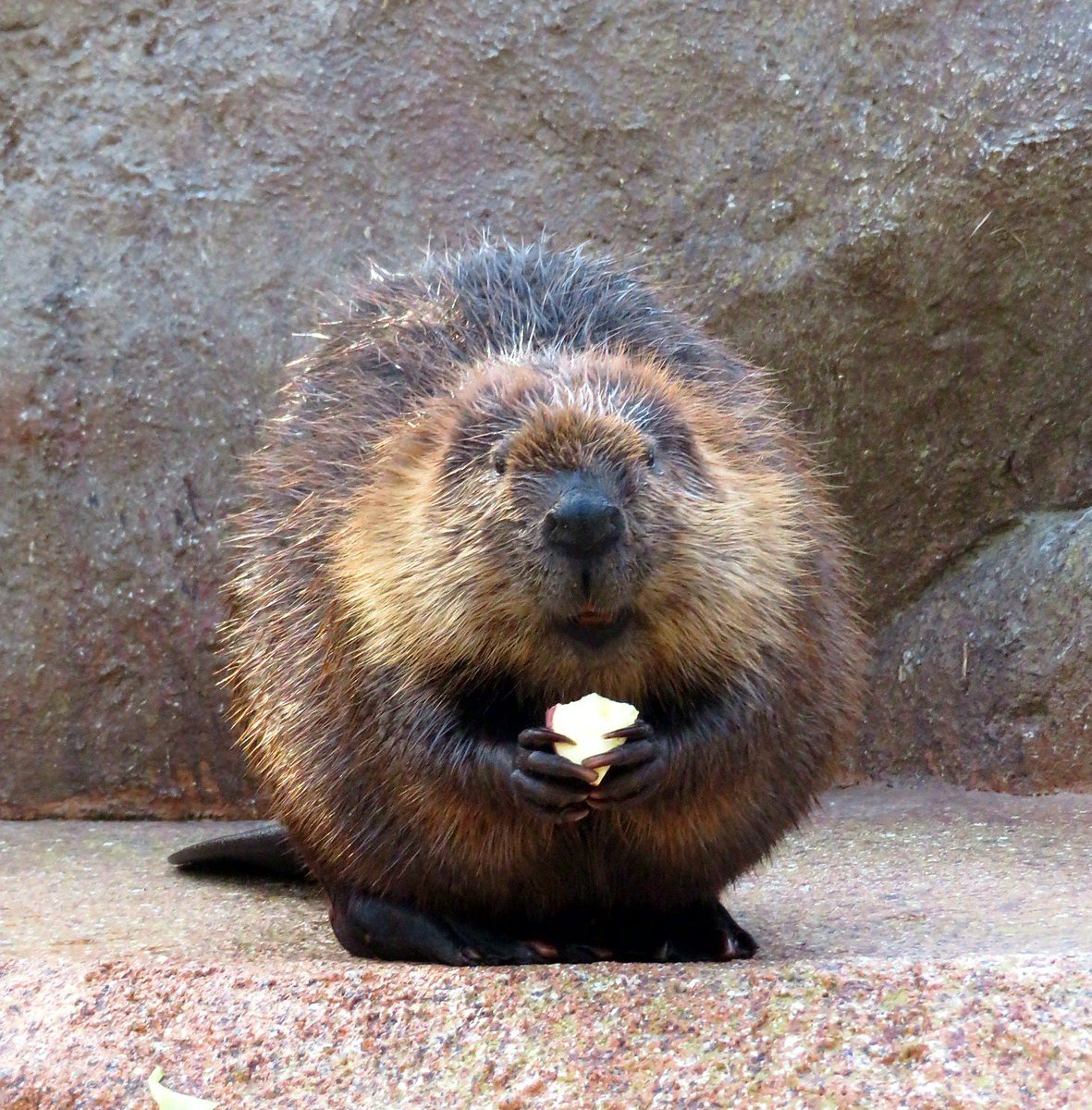 正面とちょっぴり横向きのビリーかバリー(๑˙ϖ˙๑) #アメリカビーバー