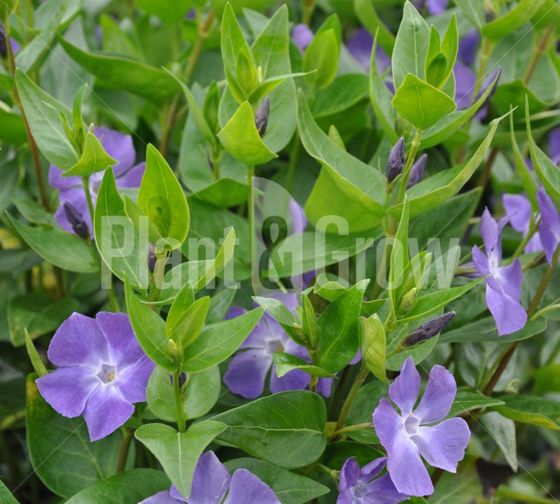 Opzoek naar een vroeg-bloeiende #bodembedekker? Dan is de Vinca wellicht iets voor jou! plantengrow.nl/vinca/