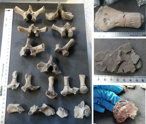 If you love #fossils and learning about #WomenInSTEM, this Specimen of the Week will be perfect for you! #FossilFriday
blogs.ucl.ac.uk/museums/2018/0…