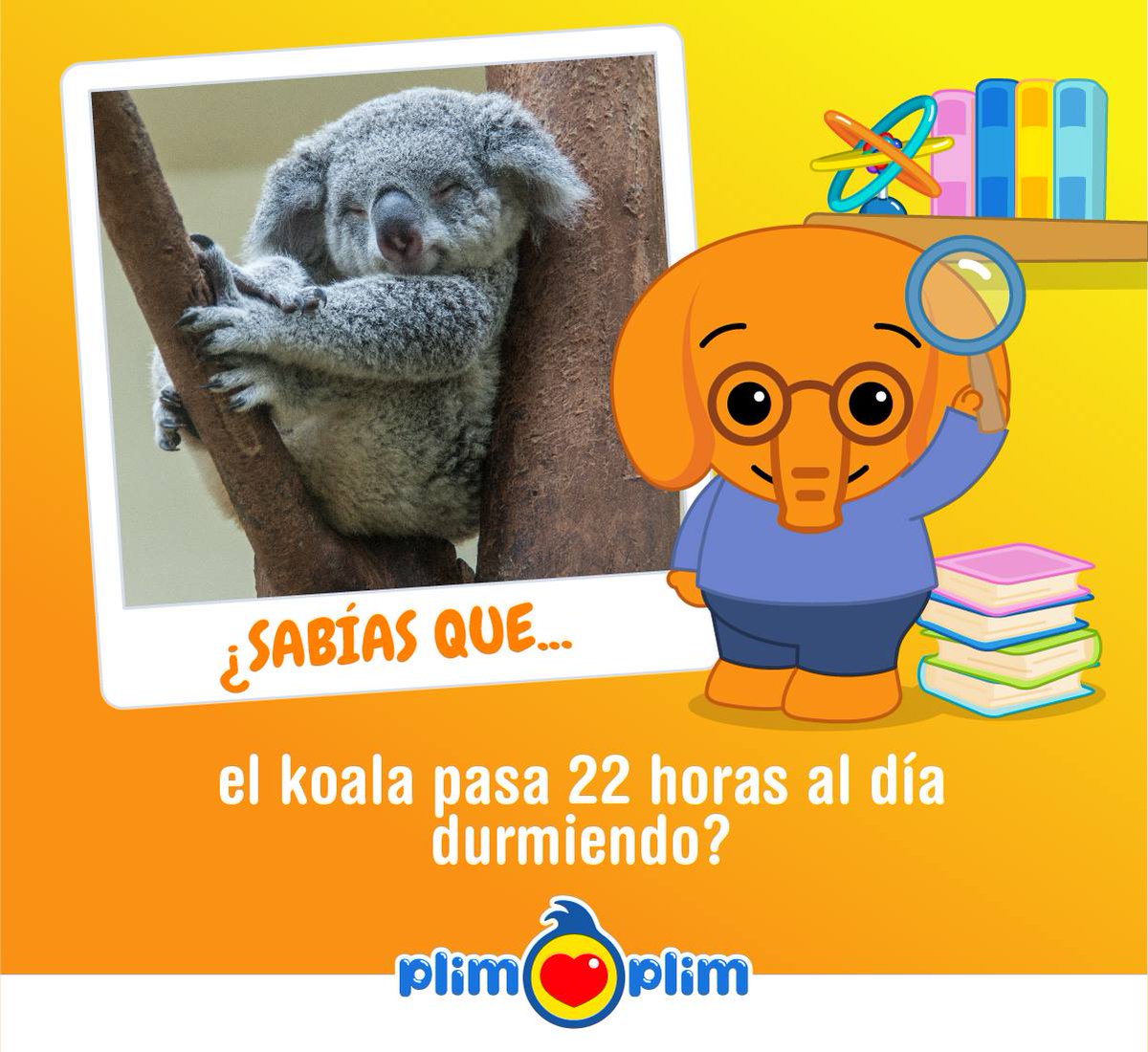 ¡Qué amigo dormilón! :)
¿Pero no es hermoso?
¡Claro que sí!
🐗💤🐗
#Curiosidades #Naturaleza #SabíasQue #Koala