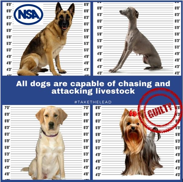 natsheep's tweet image. We thought this needed sharing again….

Any breed of dog can chase sheep - they are NOT just having fun.

It is NOT fun when a heavily pregnant ewe aborts its lambs.

It is NOT fun when a farmer finds a devastating scene of attacked sheep in his field.

#Takethelead