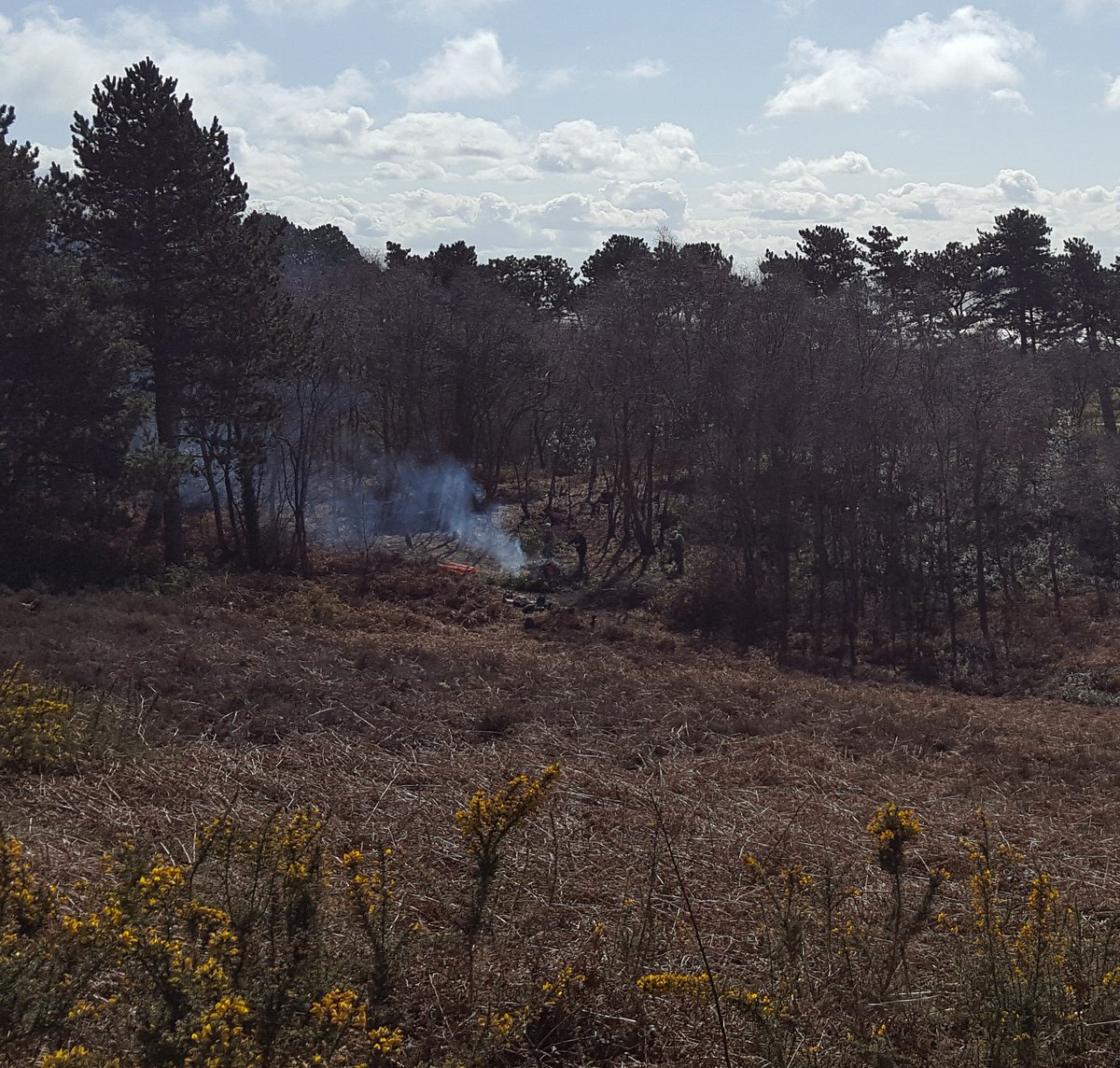 A great day with <a href="/Merseyside_NTV/">NT Volunteers</a> clearing invasive non native shrubs from the heath at Thurstaston, thanks everyone, a great turnout!