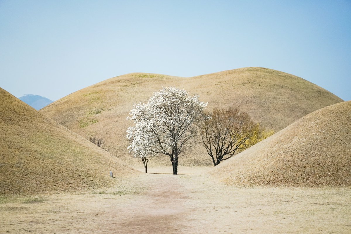 백🎗 tweet media