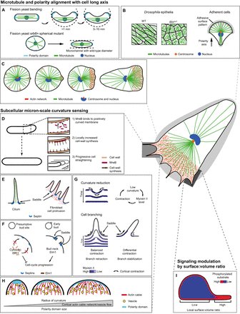 J_Cell_Sci's tweet photo. Take a look at our latest Review: Haupt and Minc discuss how cell sense their own shape; https://t.co/lIM63m3PXs https://t.co/yzAGo6Qwpo