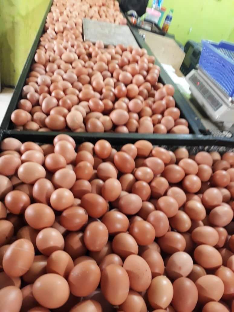 Harga Telur Pusaka Farm Pusaka Mania Harga Telur Pusaka Farm Pusaka Mania