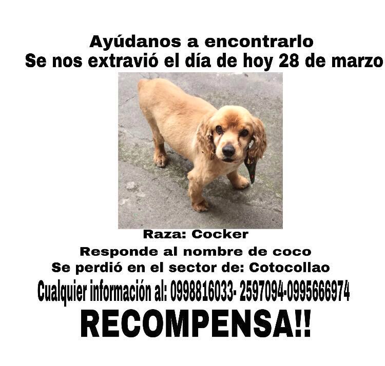 chulitay's tweet photo. Apoyen por favor con un RT 🙏🐶 https://t.co/edGzCipKB6