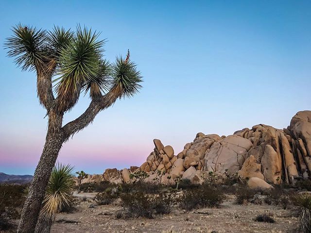 Back in <a href="/joshuatreenps/">Joshua Tree NPS</a> on assignment for <a href="/tastemade/">Tastemade</a>
•
•
•
#joshuatree #joshuatreenps #desertvibes ift.tt/2E23kCN