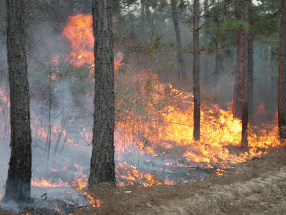 USFWSFire's tweet image. #usfws #rxfire USFWS firefighters will be conducting a 40 acre burn at the Grand Bay NWR today #MSfire #goodfires