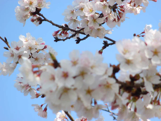 今日のお昼ころにちょっとだけお暇を頂いて近所の桜を見てきました。短時でしたが満喫満足。今日みたいな陽気が続くとすぐに花が散って葉っぱが出てきそう… 