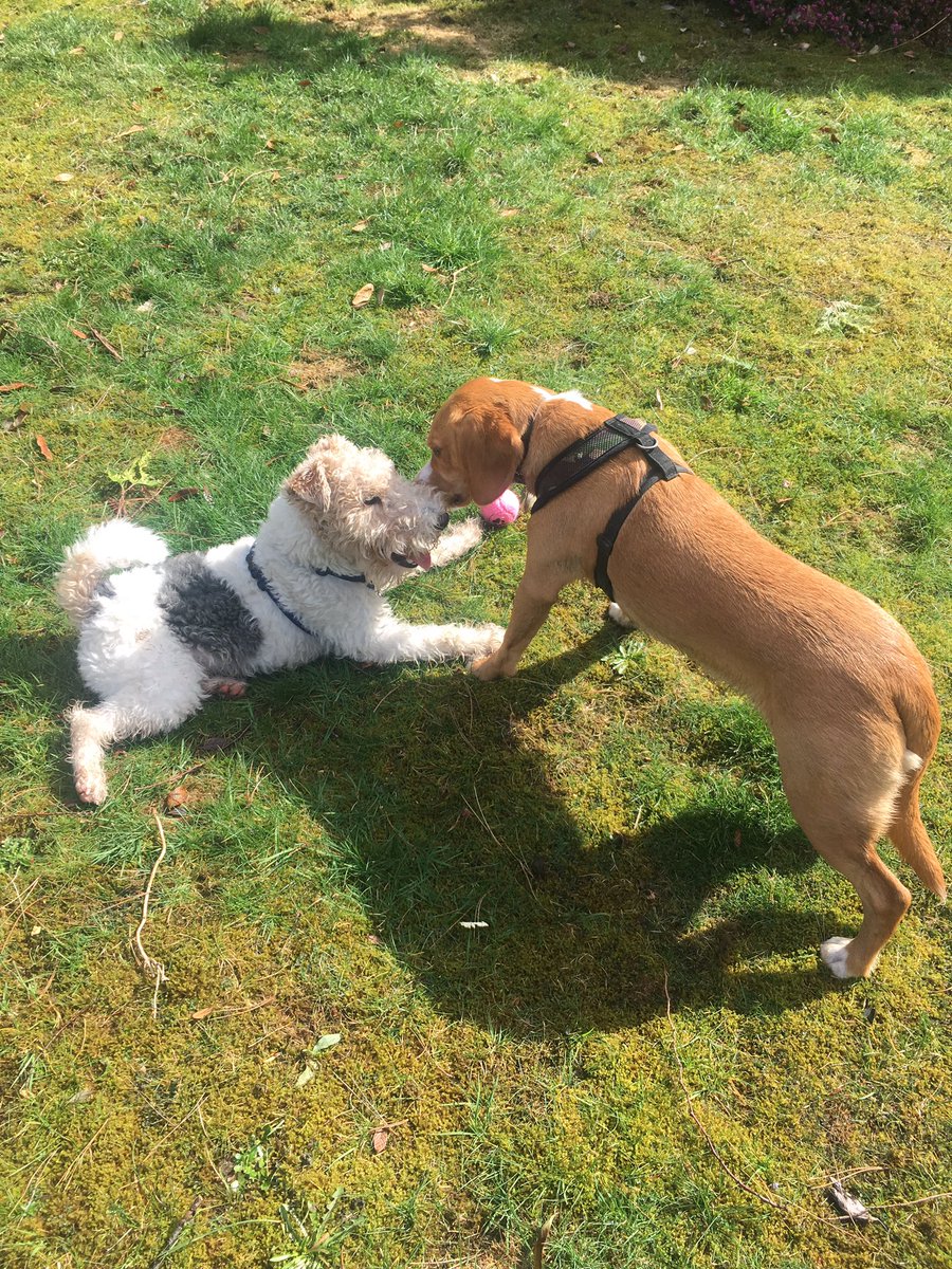 ScampsChampsMAC's tweet photo. #doggieplaydate #doggiefuntime #makingfriends #firstplaydate #groupwalks https://t.co/hwMqz6goc2