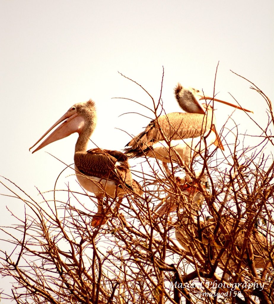Masood158's tweet photo. The air is crowded with birds beautiful, tender, intelligent birds -to whom life is a song.
@nikonians @NikonIndia @NikonNews @BLRFashionWeek @ClassicPict @DigitalCameraW @PhotogNews #500pxrtg #togt
#CBSE #March4Education #WednesdayWisdom #AirIndia #HallaBol #YourDetoxPartner https://t.co/JxPngyMrxy