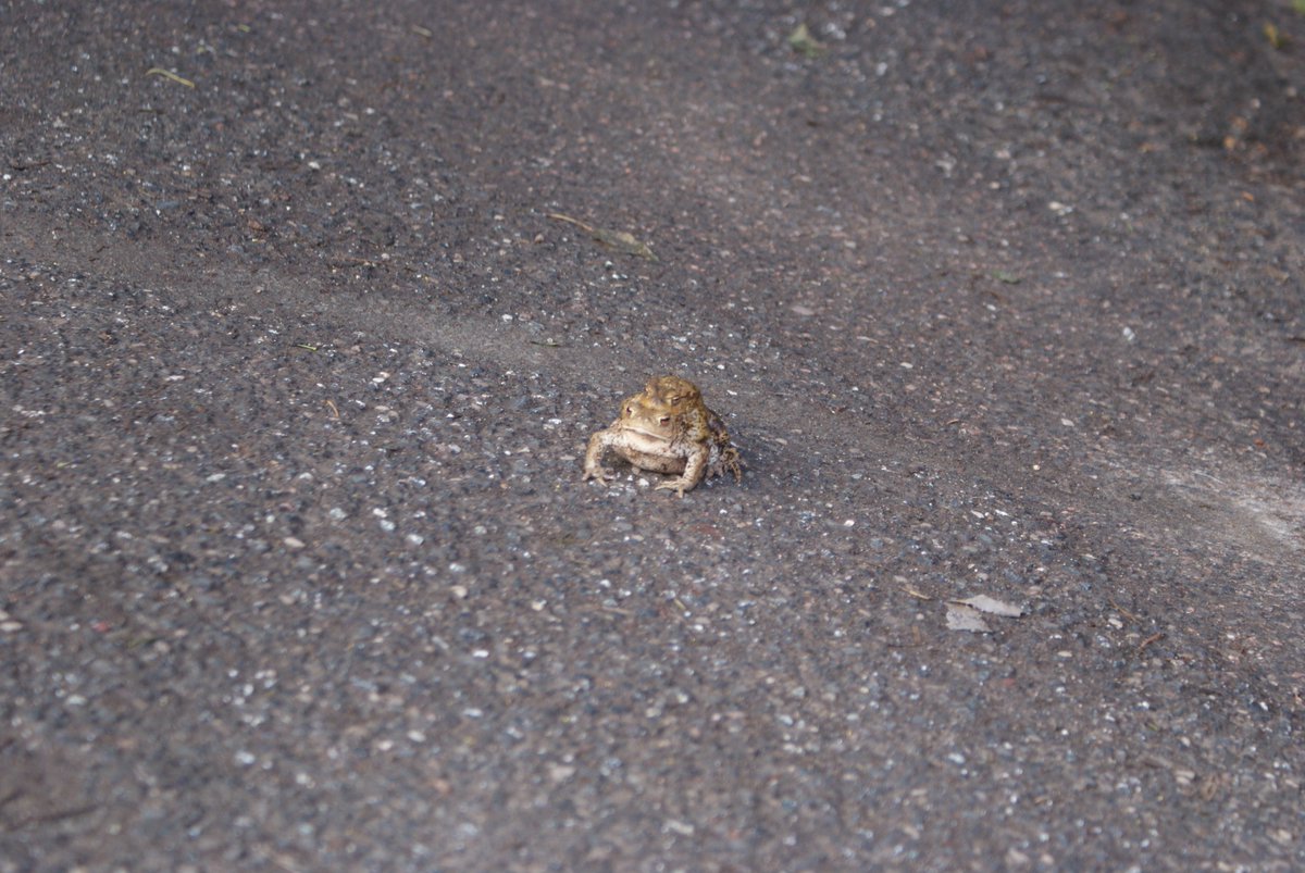 idverde_Bromley's tweet image. It is toad breeding season. This protected species is on the move and very vulnerable to cars and being stood on. Please be aware&amp;amp;report sightings to @Kentrag. @idverde_uk are working in Bromley to protect and enhance biodiversity working with @natures_voice #RSPBbusinessadvice