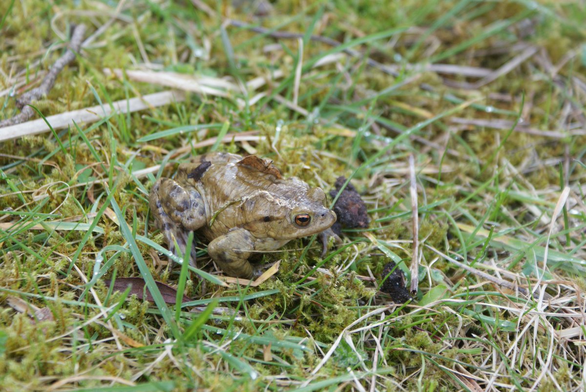 idverde_Bromley's tweet image. It is toad breeding season. This protected species is on the move and very vulnerable to cars and being stood on. Please be aware&amp;amp;report sightings to @Kentrag. @idverde_uk are working in Bromley to protect and enhance biodiversity working with @natures_voice #RSPBbusinessadvice