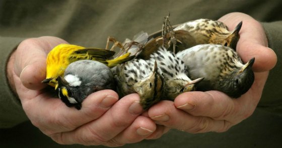 La semaine dernière <a href="/N_Hulot/">Nicolas Hulot</a> a affirmé qu’il allait présenter le 1er plan d’envergure pour sauver la #biodiversité en France mais qu'il n’y arriverait pas seul. Montrons notre soutien et signons la lettre pour sauver les #oiseaux et toutes les espèces =&gt;m.lpo.fr/uAXe3