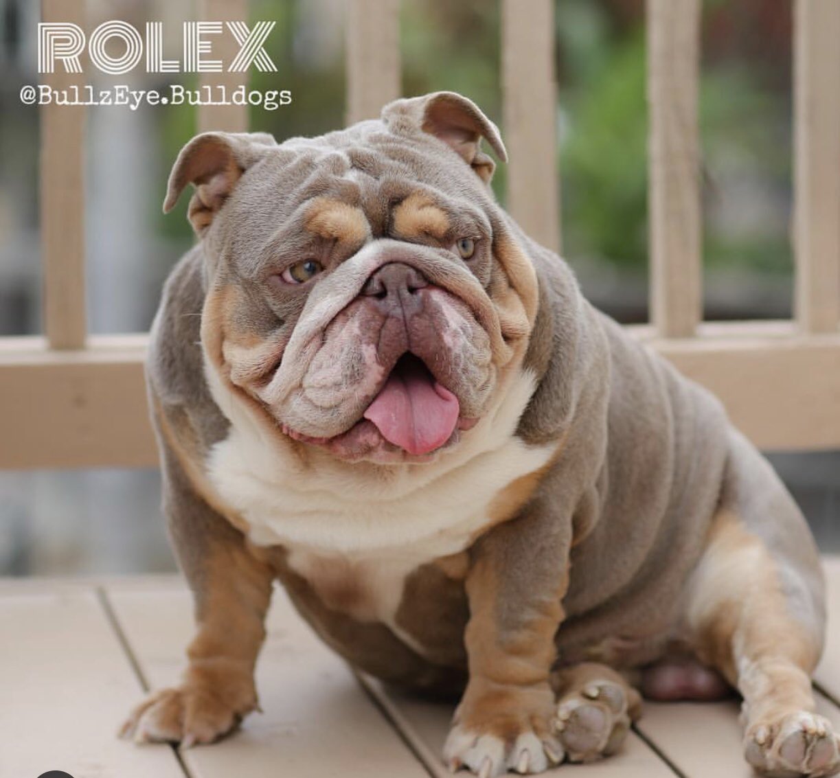 تويتر Bullzeye Bulldogs على تويتر Rolex Open For Stud Service Dm Text 562 458 1968 Bullzeyebulldogs Quality Dontsettleforless Lilacs Lilactri Englishbulldogpups Lilacstud Englishbulldog 英文斗牛犬 异国情调 罕见 小狗 饲养员