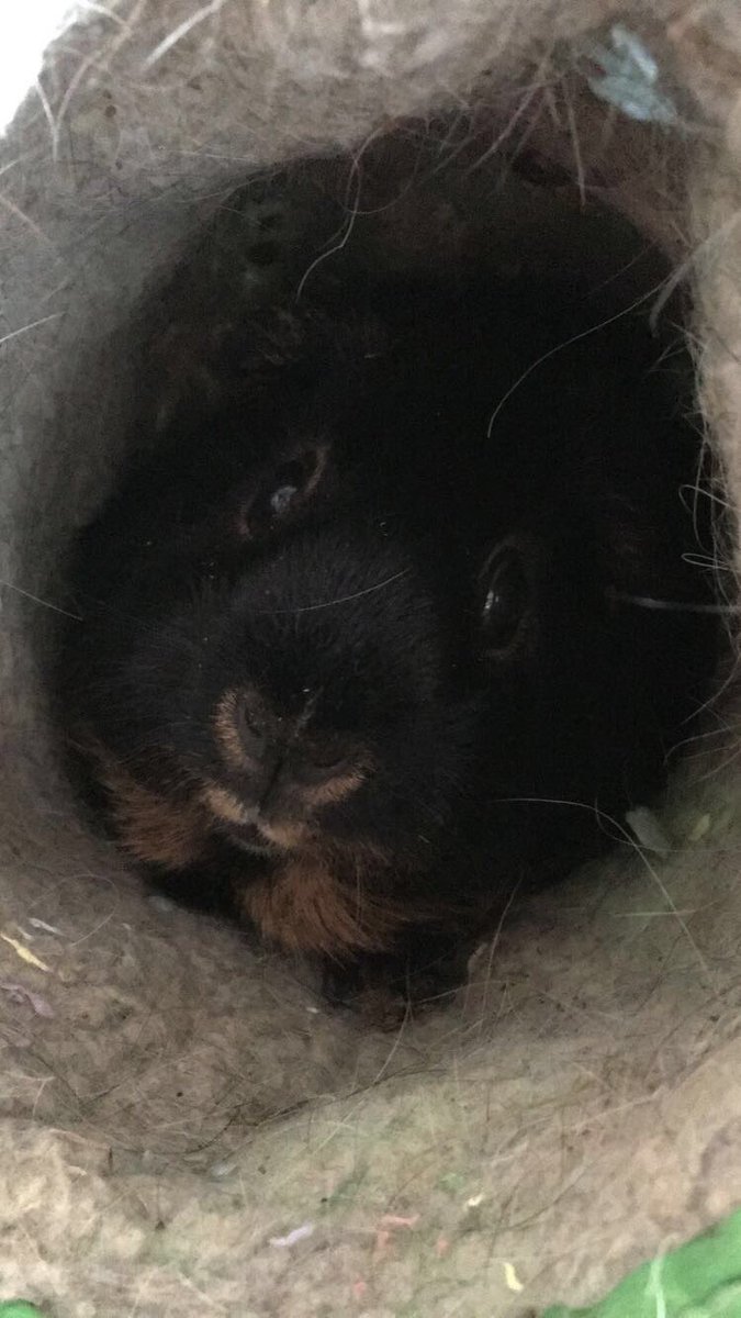 FlyersGirlNath's tweet photo. Well, hallo there😍 #guineapigs https://t.co/kxlm4SI1LX