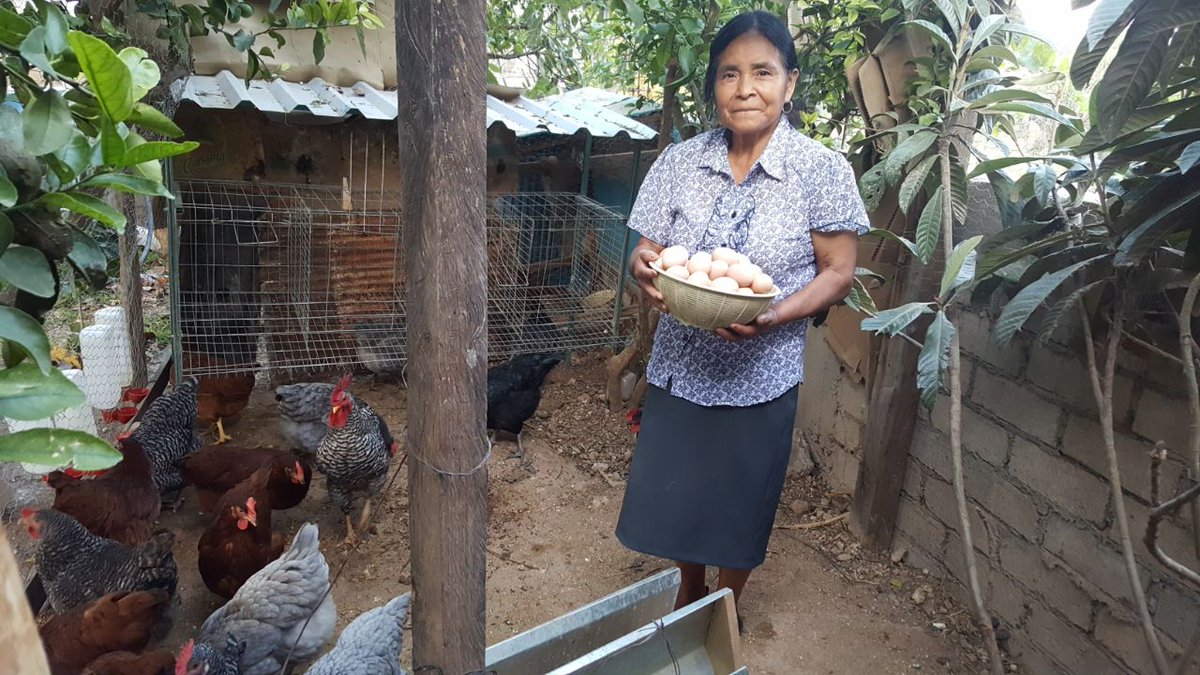 GriselEstrada_'s tweet photo. La @SAGARPA_Oax  da seguimiento a  Productoras de Benito Juárez, Miahuatlan, Oaxaca con la capacitación “nutrición y sanidad avícola”Dichas mujeres recibieron 12 gallinas ponedoras de 16 semanas, con el objetivo de tener la disponibilidad de alimentos para su hogar. @SAGARPA_mx https://t.co/tUleAZFKH7