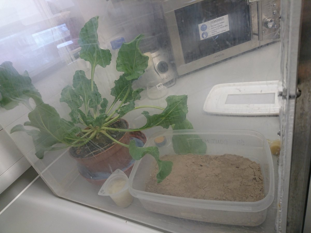 AphidsToZ's tweet photo. We have emergence! Four of the sugar beet leaf miner pupae collected by @UoN_Beet_team &amp; @BBRO_research finally emerged this week so today we gave them a new home @JICEntomology 😊 Hopefully these flies will form part of a culture I'll use to study them as part of my PhD! https://t.co/PKJBD2IVG4