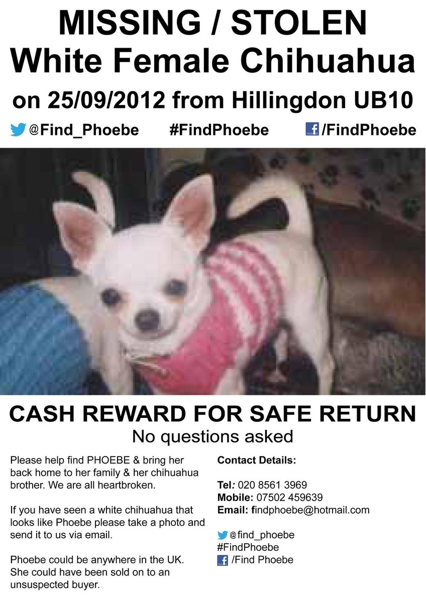 Blue Frenchie tweet media