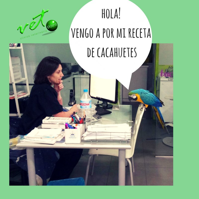VetpointCV's tweet photo. #cacahuete #maui #guacamayo #veterinario #hotpitalet #vetpoint https://t.co/e8V16LiJ96