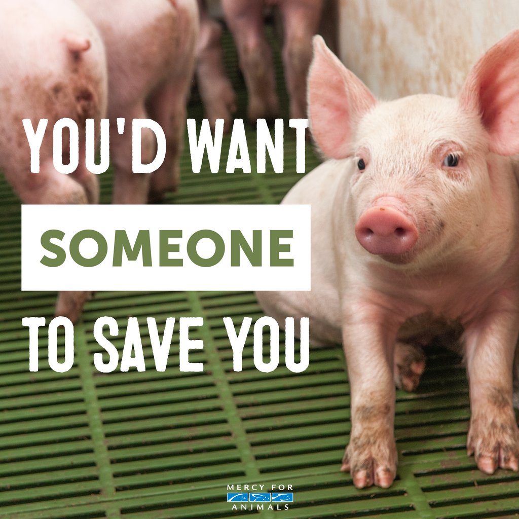 MercyForAnimals's tweet image. You'd want someone to save you, right? #GoVegan