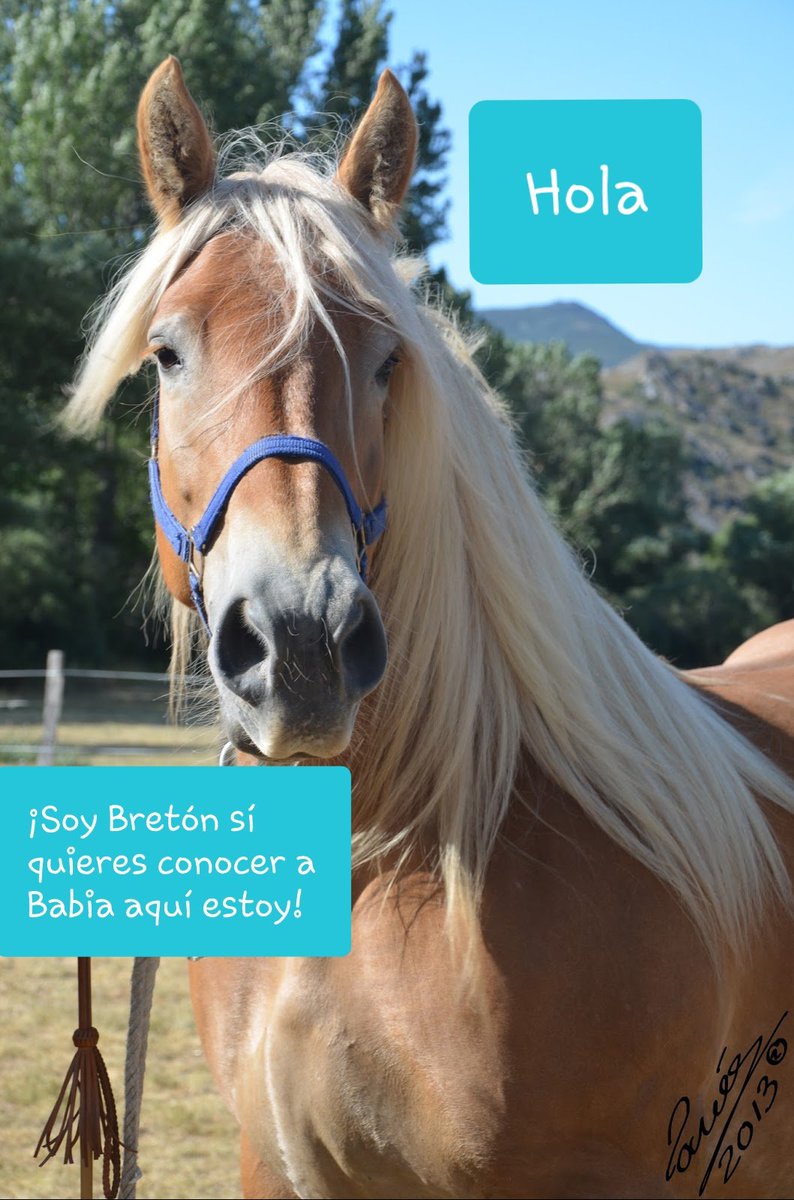 turismobabia's tweet photo. @TurismoyHoste @AncaresDeRana #Breton #encadapasoestoy #Embabiate 🐎 https://t.co/JHHhPieTNj