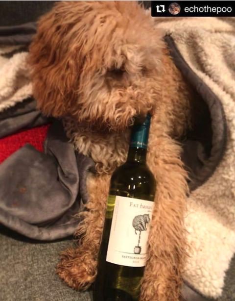 This pup has excellent taste 😉. #FATbastardWine #FATbastard #WineWednesday #DogsOfInstagram @echothepoo