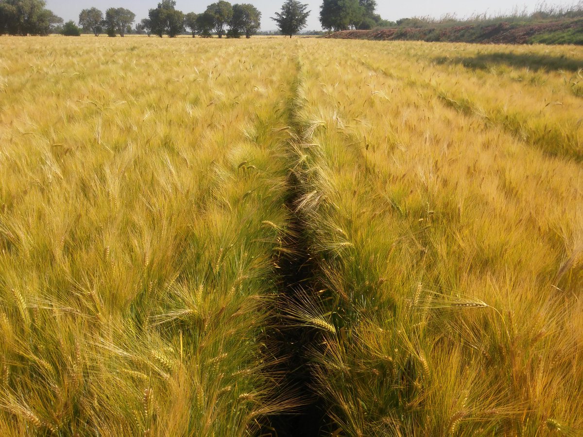 AmadorAguillon's tweet photo. Recorrido de campo en módulos y áreas de extensión del proyecto "Cultivando un México mejor" @HeinekenMexico @ACCIMMYT @MasAgroGto #CYASA https://t.co/mrCxAgJQ2R