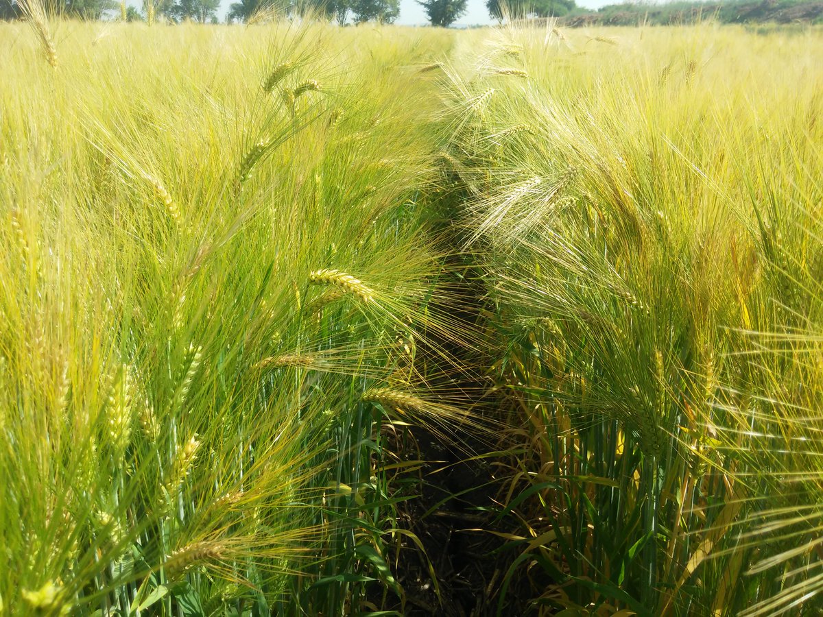 AmadorAguillon's tweet photo. Recorrido de campo en módulos y áreas de extensión del proyecto "Cultivando un México mejor" @HeinekenMexico @ACCIMMYT @MasAgroGto #CYASA https://t.co/mrCxAgJQ2R