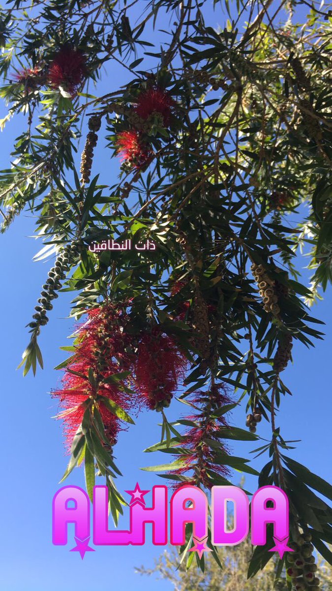 @DesertPassion @AlfahadArch @dr_farmer9 @nabataty @plants_3 @aghsan_alahsa @ALshemasyah @LS_Architecture @dbgphx @GardenDesignMag @flowershut @urbangardens