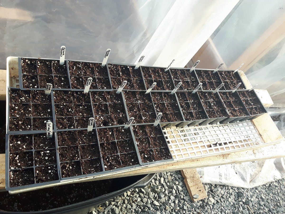 ergonomicgarden's tweet photo. RT @shastef: Got lots of seeds planted today π±π±π±π 36 in greenhouse today! π
π
π₯π₯πππΆπΆ #tomatoes #tomatoplants #cucumbers #eggplant #peppers #gettinggearedup #tons #gardening #greenhouse #incanada #canada https://t.co/DDQB9QmeJt https://t.co/wopf2038Vv