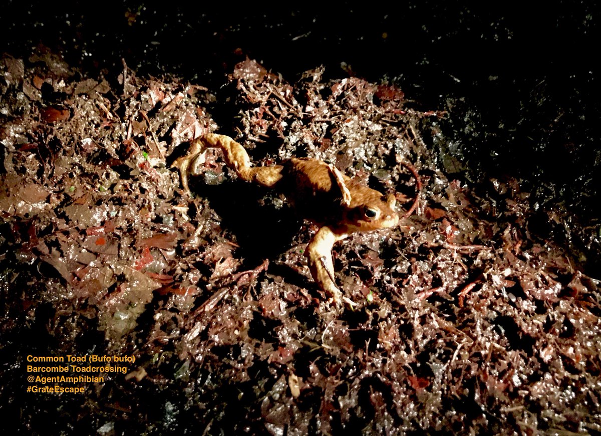 SussexARG's tweet image. Read yourself into #Spring with our brand-new #Newtsletter! Out now: bit.ly/2GvXDCg Find out about SxARG's upcoming reptile &amp;amp; amphibian surveys, events, field meetings inc #SmoothSnake walk. Featuring our newest #Sussex #ToadPatrol in #Barcombe #Lewes! 📷 @AgentAmphibian