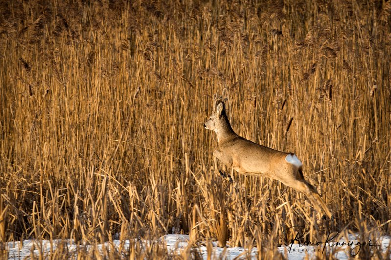 remokuningas's tweet image. Jumping roe deer

#nature #wildlife #estonia #winter #jumping #outdoors #wilderness #estonia #eesti #sunny