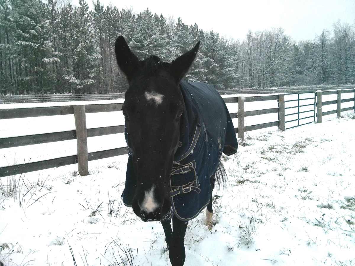 The Top 8 Perks of Horse Keeping buff.ly/2GCFUZY
