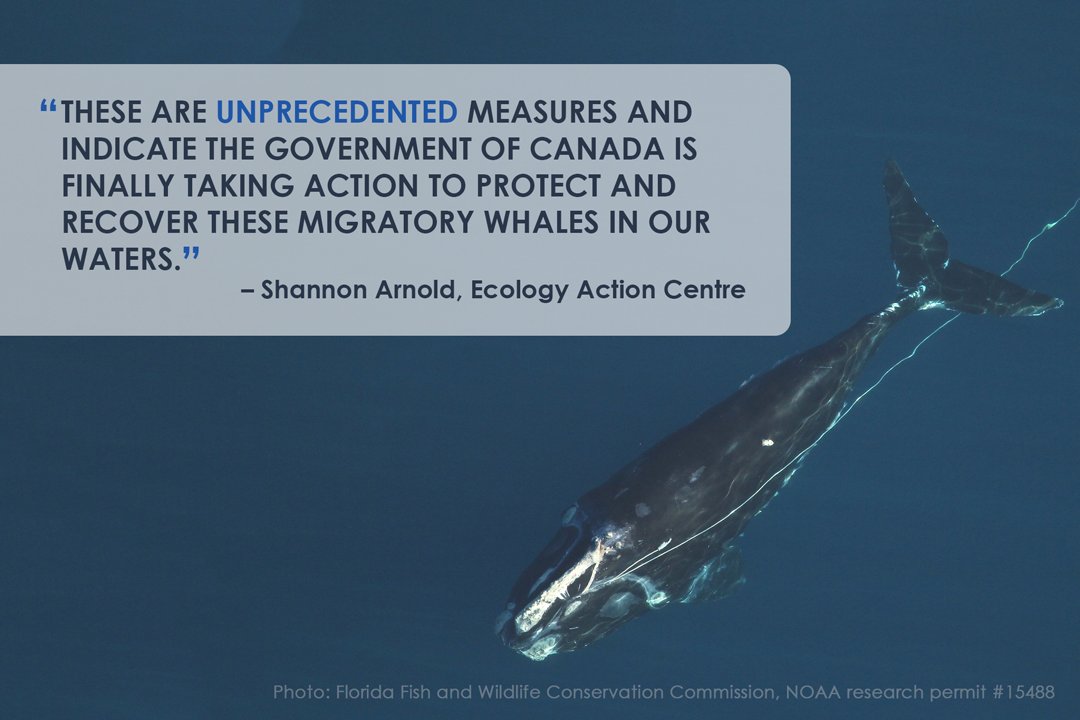 Read the @EcologyAction reaction to today's announcement on protections for #endangered North Atlantic right whales in the #GulfofStLawrence. There are only ~450 individuals left; no new calves were born this season. ecologyaction.ca/press-release/… #NARW #speciesatrisk #endangeredspecies