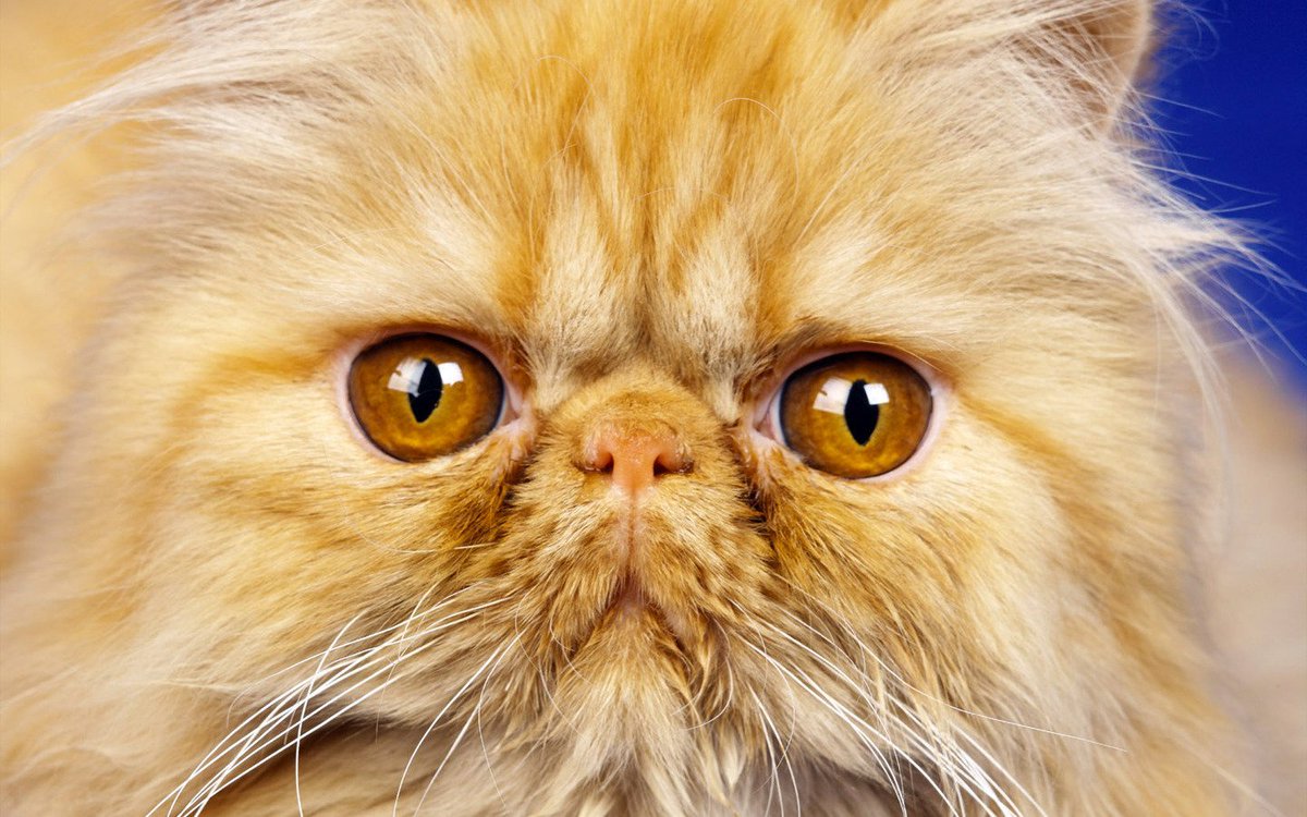 сибирская кошка и норвежская лесная. сибирско персидская кошка. пушистая кошка. пушистый морда. сибирская кошка рыжая длинношерстная.