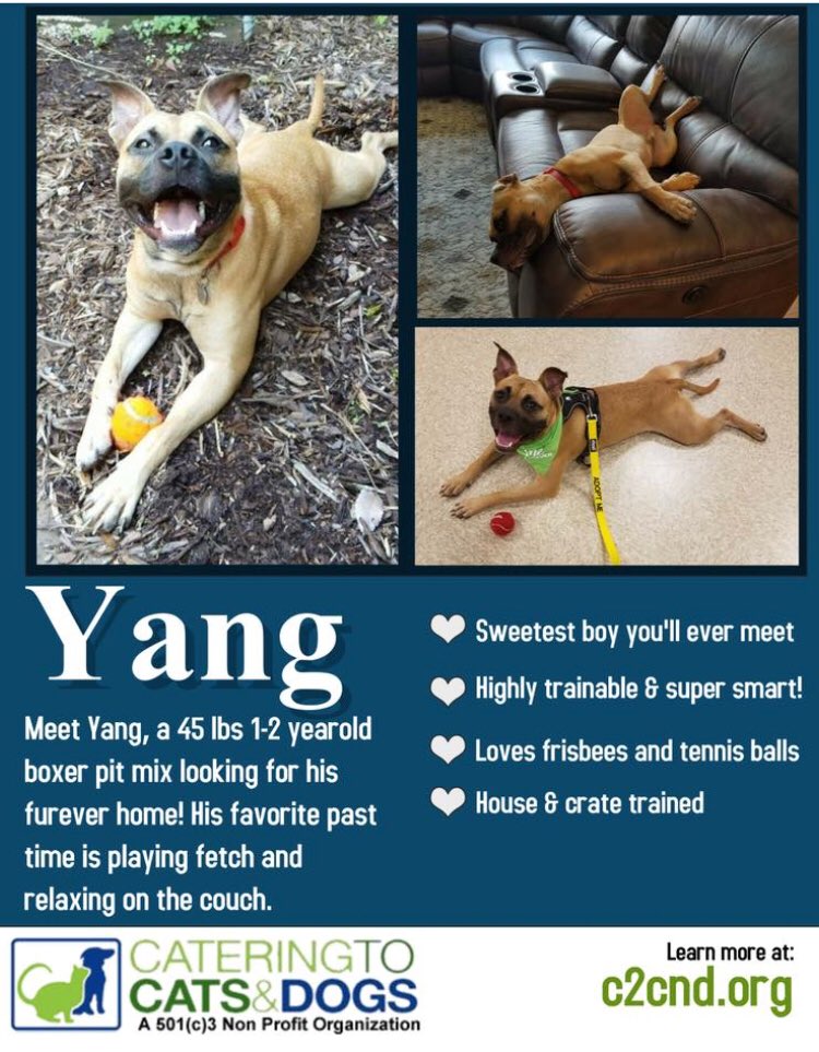Looking for the perfect pup? <a href="/C2CNDrescue/">Catering 2 Cats&Dogs</a> #AdoptDontShop #adoptable #savealife #CharlotteNC