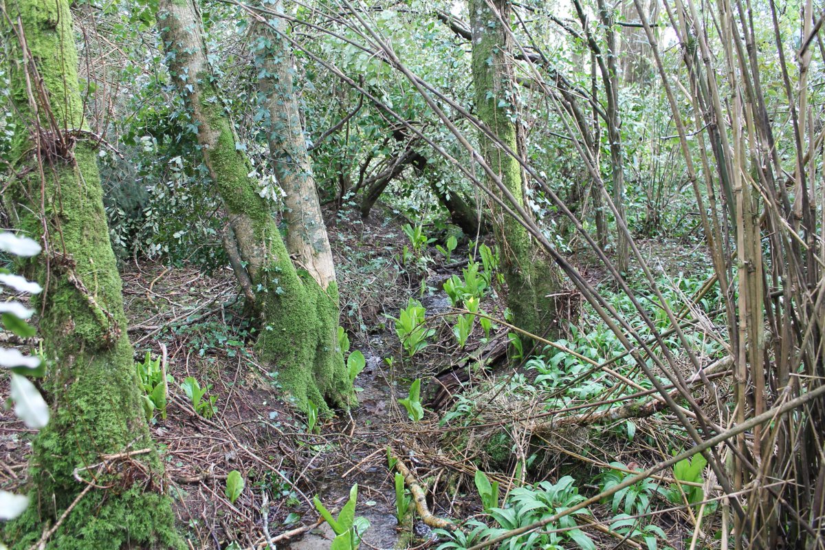 Father John Murphy (@boolavogue1798) on Twitter photo Dutchman's Well, #Rathaspeck, #Wexford. The name is thought to derive from two daughters of the Richards of Rathaspeck House who married two Honoverian officers in 1802. Known locally as St. Bridget’s Well. The well is on private land <a href="/Rathaspeckmanor/">Rathaspeck Manor</a> #IrishHistory #Ireland Dutchman's Well, #Rathaspeck, #Wexford. The name is thought to derive from two daughters of the Richards of Rathaspeck House who married two Honoverian officers in 1802. Known locally as St. Bridget’s Well. The well is on private land <a href="/Rathaspeckmanor/">Rathaspeck Manor</a> #IrishHistory #Ireland