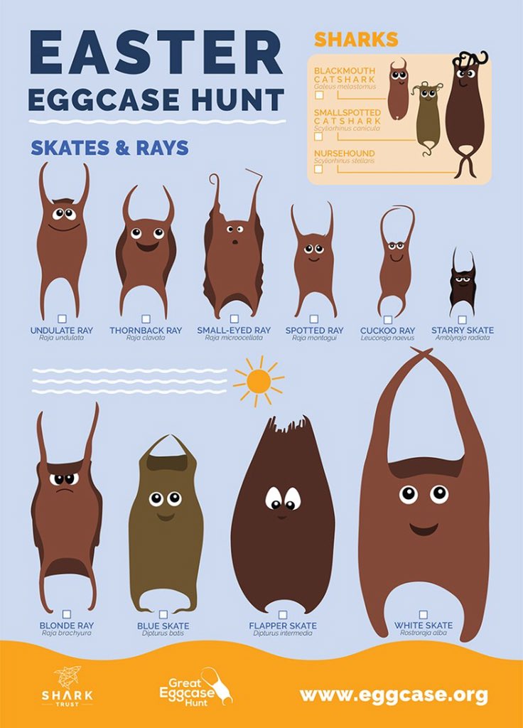 Tiburones, rayas y quimeras