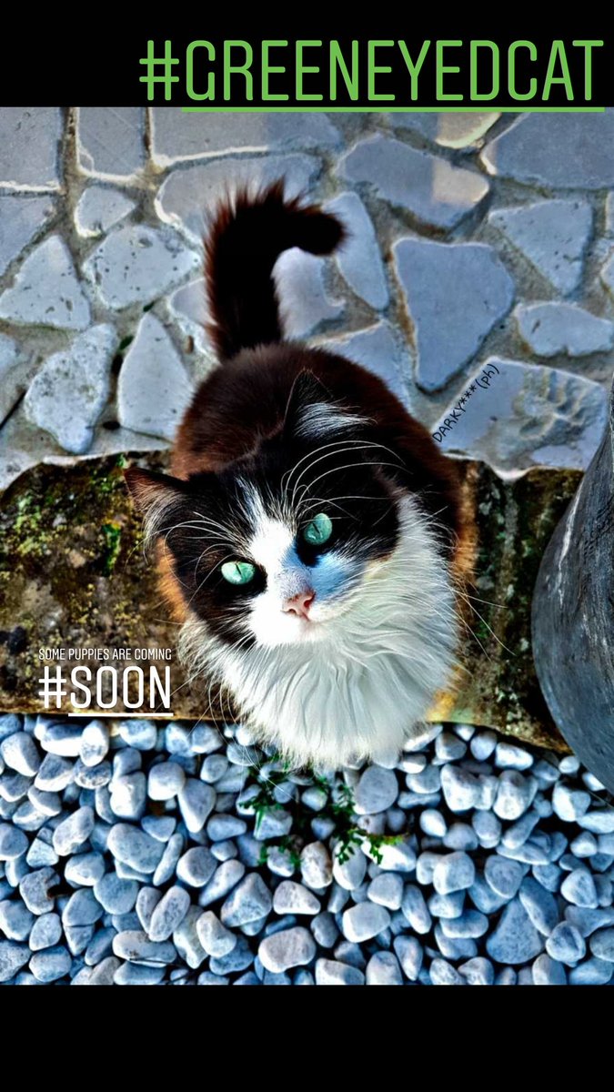 DARKY5779's tweet photo. SOME PUPPIES ARE ARRIVING...#SOONπ #darkyph #ferenz #cat #greeneyedcat #postproduction #hdr #Adobe https://t.co/pE19r98J5t