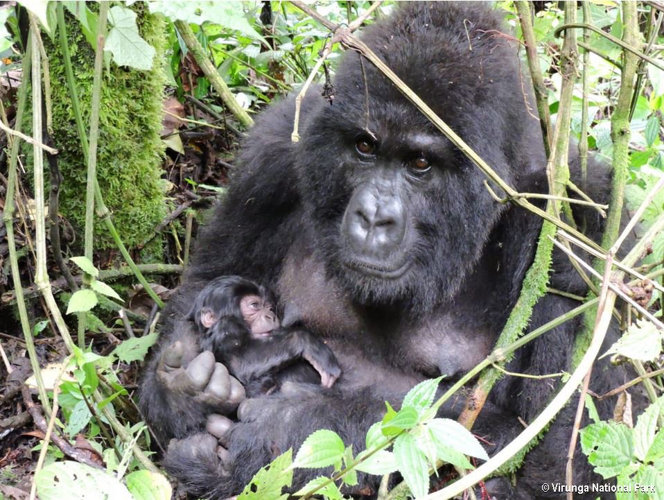 Kijk eens wat schattig, er is weer een gorillababy geboren in Virunga! 🦍 Het is de 8ste geboorte in nog geen twee maanden tijd! Moeder en zoon doen het hartstikke goed. 😍 <a href="/gorillacd/">Virunga National Park</a> en ICCN gefeliciteerd met deze nieuwe aanwinsten! #virunga #gorilla