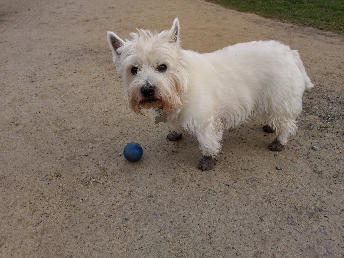 Stevecathutch's tweet image. It&apos;s that time of year when his lordship&apos;s plumage changes and he becomes a black footed Westie #MuddyPawsRule #SpringProblems
