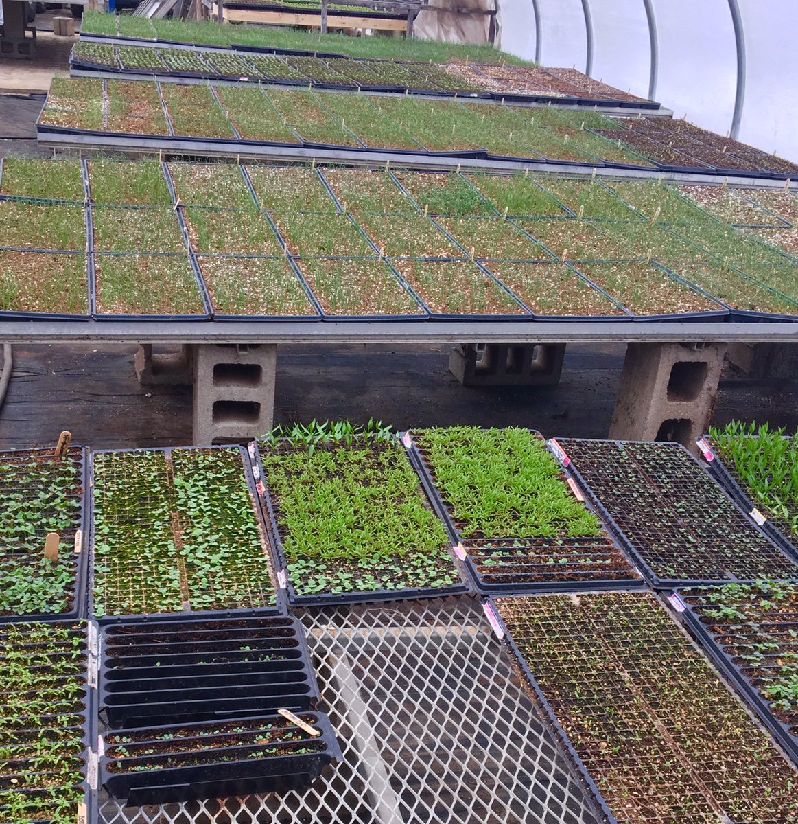 WPSnutritionk12's tweet image. All.The.Seedlings @WalthamFields #farmtoschool #springveggies #lettuce #romaine @WalthamSchools @FarmtoSchool