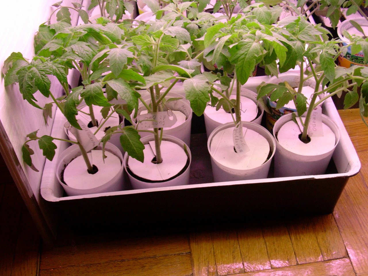 Лайфхак для рассады на подоконнике