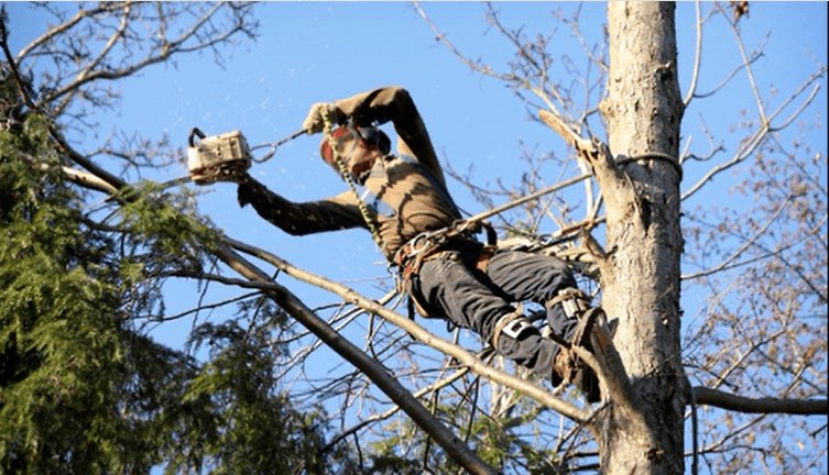 Will Your Trees Survive a Storm? rismedia.com/ace-branded/ri…