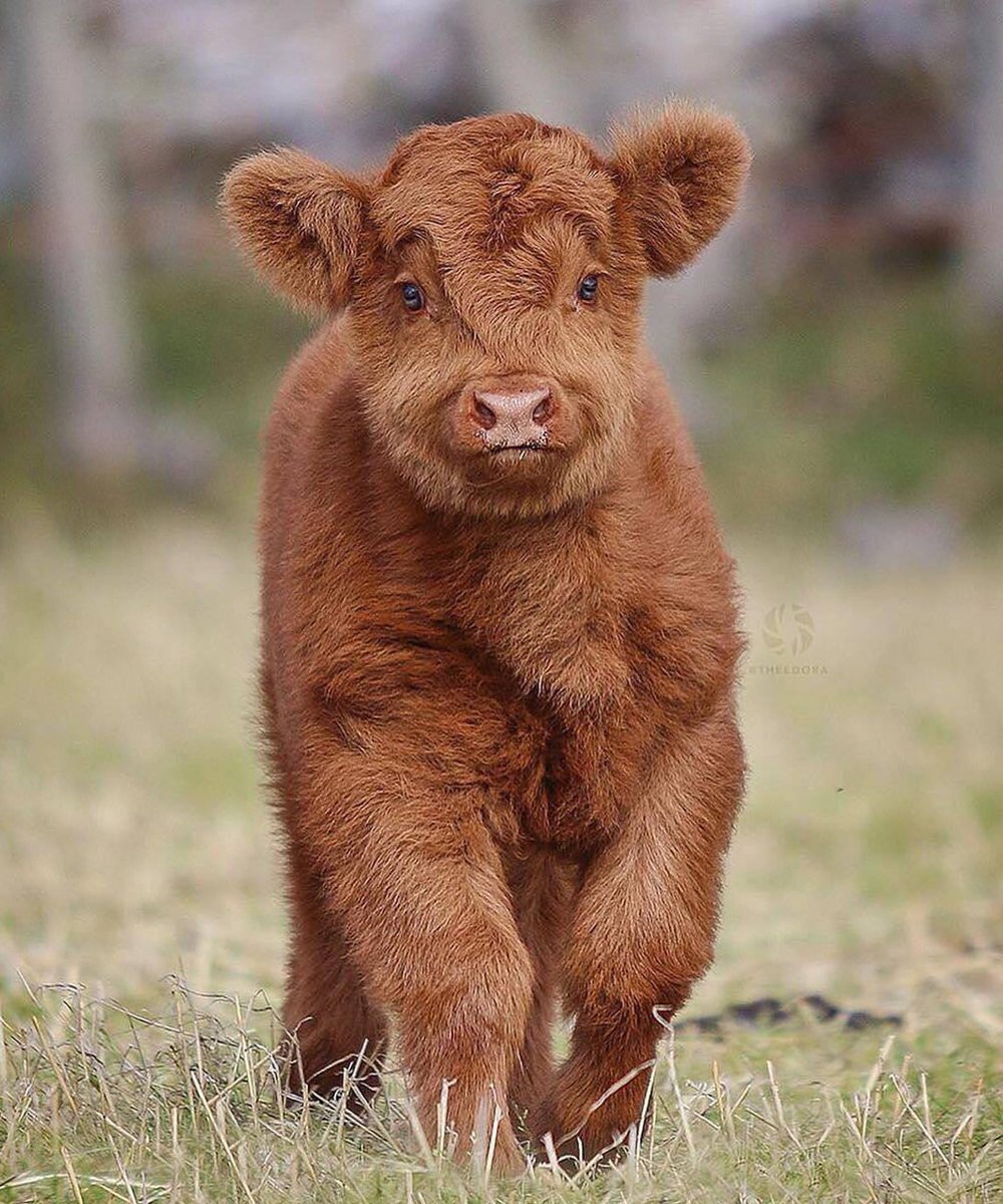 Fact Maniac در توییتر Fluffy Cows Exist As A Result Of Breeding Various High Quality Breeds Factmaniac