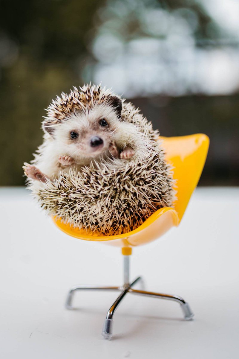 SnackBuckWild's tweet photo. Hello and welcome to Hedgehog Therapy. 

Your Hedgehog Therapist, Marla, is ready to listen to you. 

What is most bothering you today? https://t.co/OvpV1T1Lgp