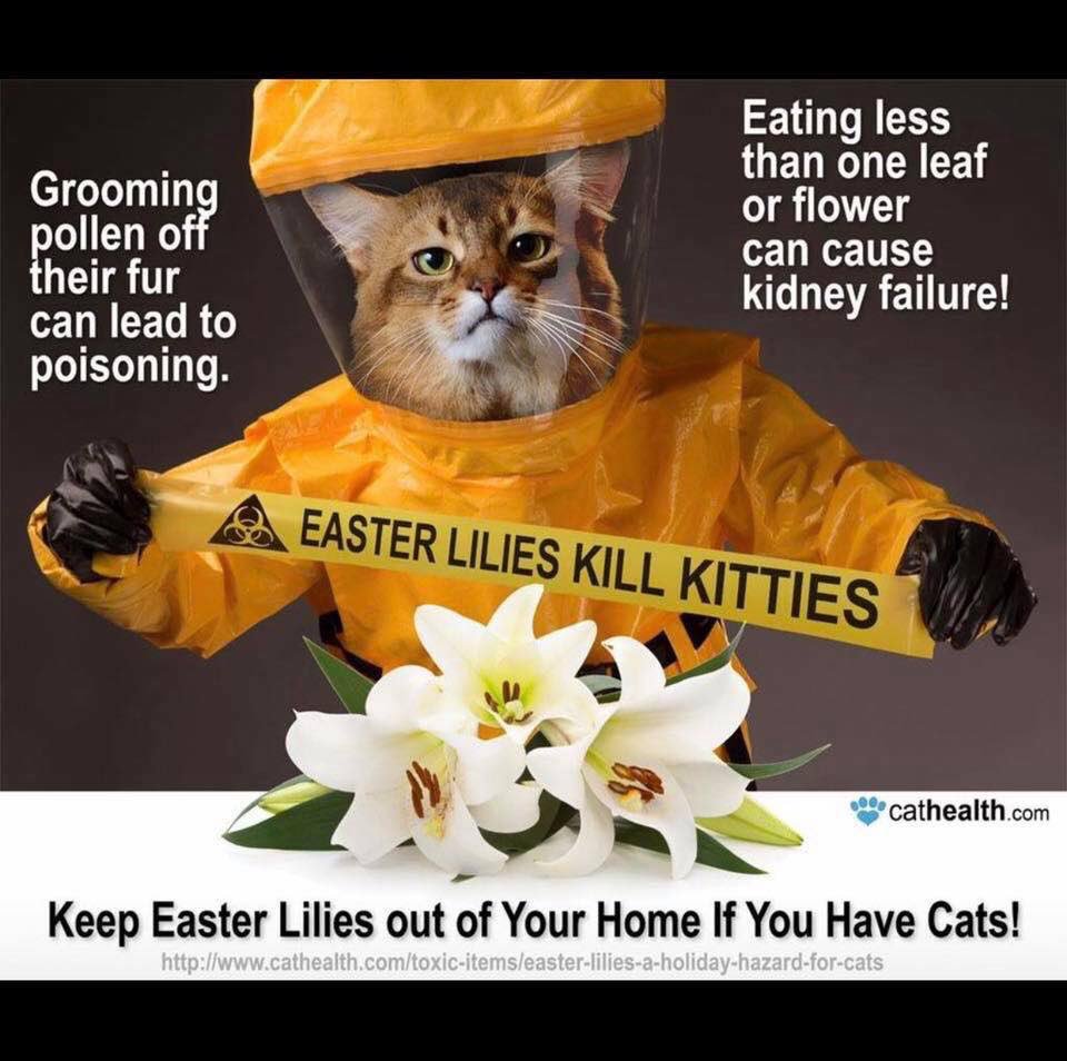 Even if it keeps just one cat safe, this is worth sharing!

#Cats
#EasterWeekend 
#Easter 
#EasterLilies
#WednesdayWisdom