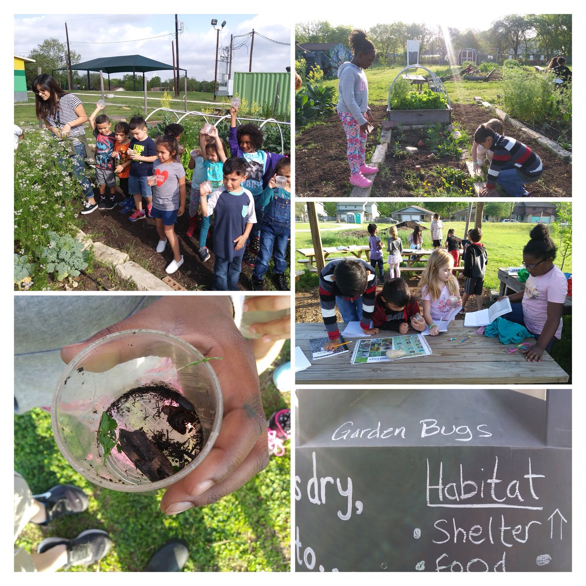 Habitats, life cycles, food webs, and animal adaptations are just a few of the topics we covered with our Garden Bugs lesson! @peas_community @Cobras_PTA @Cobra_Principal @CunninghamCobra @AISD_Science @AustinISDGreen #aisdoutside