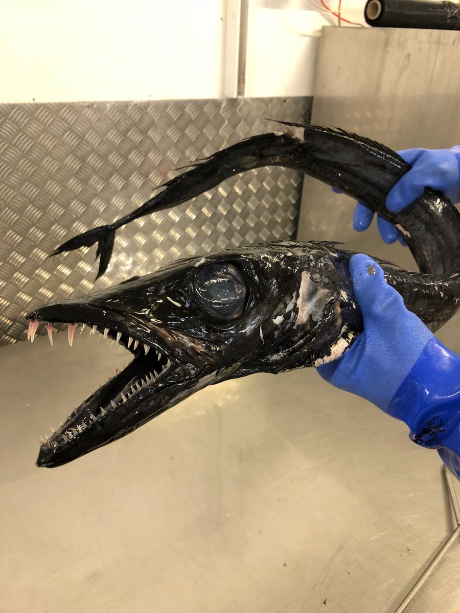 Anyone know what this #badassfish is??